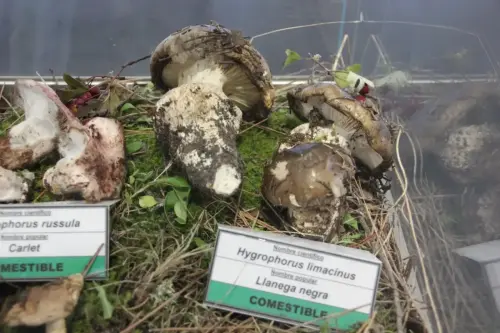 Exp.Hongos-132-Hygrophorus-russula-carlet-y-Hygrophorus-limacinus-Comestibles