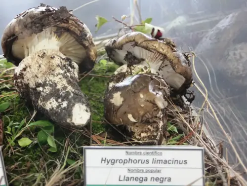 Exp.Hongos-133-Hygrophorus-limacinus-Llanega-negra-Comestible