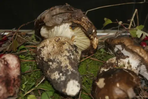 Exp.Hongos-134-Hygrophorus-limacinus-Llanega-negra-Comestible