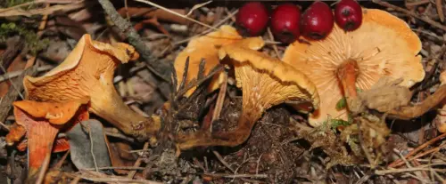 Exp.Hongos-135-Hygrophoropsis-aurantiaca-Falso-rebozuelo-Comestible