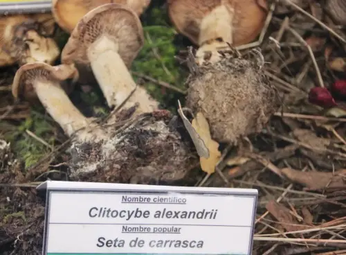 Exp.Hongos-136-Clitocybe-alexandrii-Seta-de-carrasca-Comestible