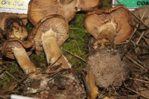Exp.Hongos-137-Clitocybe-alexandrii-Seta-de-carrasca-Comestible