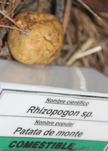 Exp.Hongos-138-Patata-de-monte