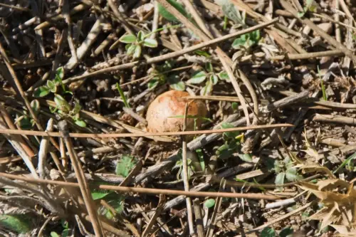 Exp.Hongos-139-Patata-de-monte