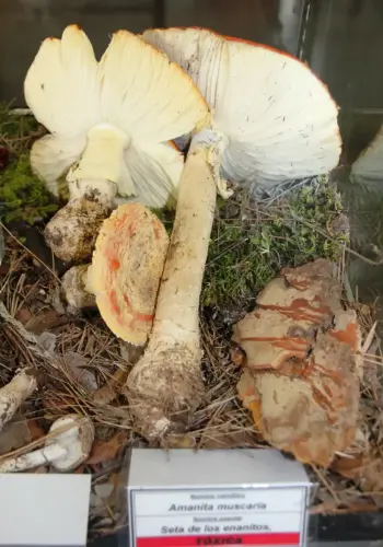 Exp.Hongos-140-Amanita-muscaria-Seta-de-los-enanitos-Toxica