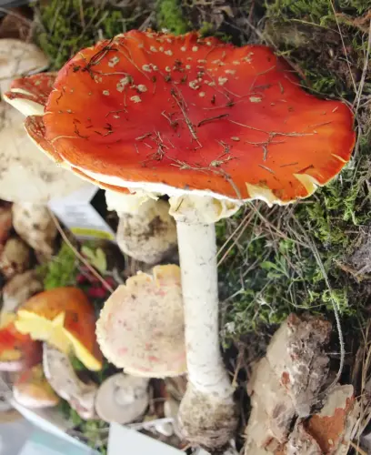 Exp.Hongos-141-Amanita-muscaria-Seta-de-los-enanitos-Toxica