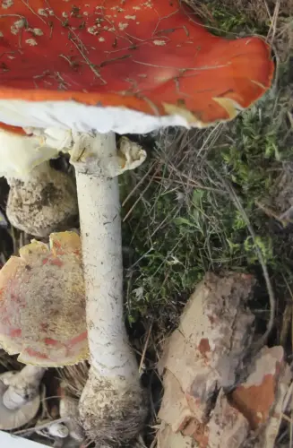 Exp.Hongos-142-Amanita-muscaria-Seta-de-los-enanitos-Toxica