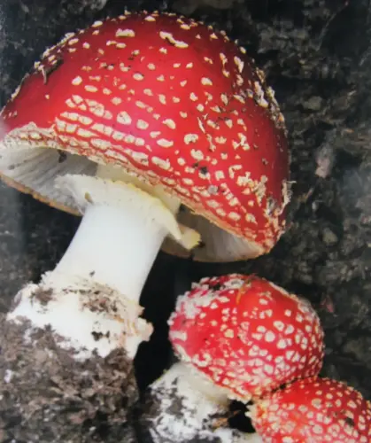 Exp.Hongos-143-Amanita-muscaria-Seta-de-los-enanitos-Toxica