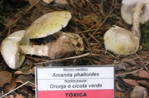 Exp.Hongos-144-Amanita-phalloides-Oronja-o-cicuta-verde-Toxica