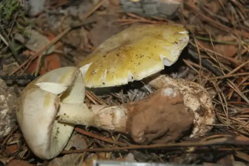 Exp.Hongos-145-Amanita-phalloides-Oronja-o-cicuta-verde-Toxica
