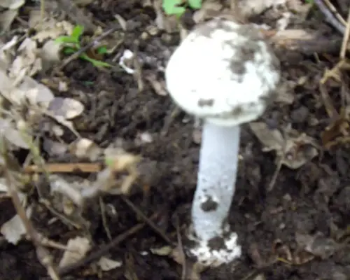 Exp.Hongos-146-Amanita-phalloides-Toxica