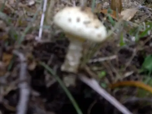 Exp.Hongos-147-Amanita-phalloides-Toxica