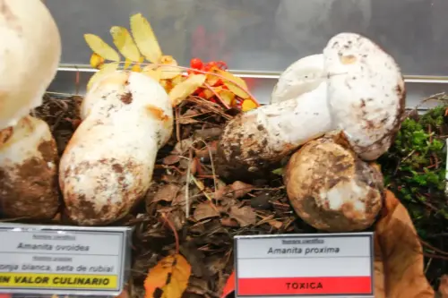Exp.Hongos-148-Amanita-ovoidea-sin-valor-y-Amanita-proxima-toxica