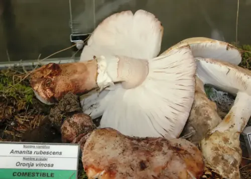 Exp.Hongos-149-Amanita-rubescens-Oronja-vinosa-Comestible