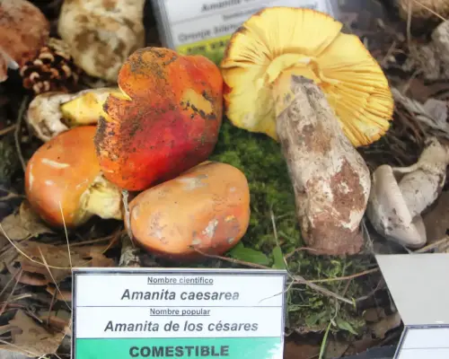 Exp.Hongos-150-Amanita-caesarea-Comestible