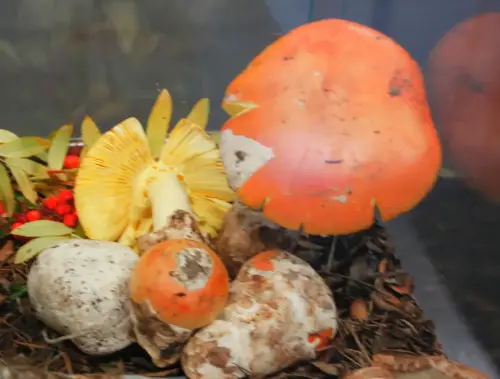 Exp.Hongos-151-Amanita-caesarea-Comestible