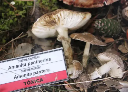 Exp.Hongos-152-Amanita-pantherina-Amanita-pantera-Toxica