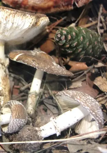 Exp.Hongos-153-Amanita-pantherina-Amanita-pantera-Toxica