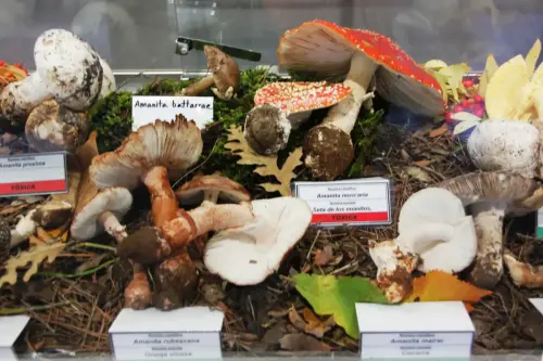 Exp.Hongos-154-Amanitas