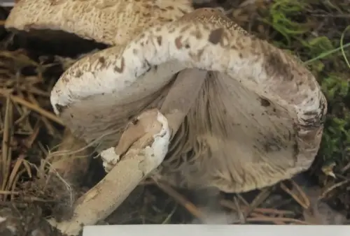 Exp.Hongos-155-Macrolepiota-excoriata-Parasol-Comestible