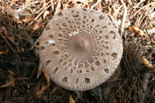 Exp.Hongos-156-Macrolepiota-excoriata-Parasol-Comestible