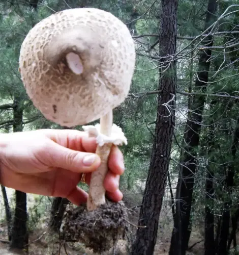 Exp.Hongos-157-Macrolepiota-excoriata-Parasol-Comestible