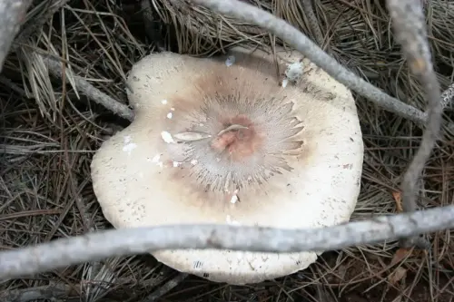Exp.Hongos-158-Macrolepiota-excoriata-Parasol-Comestible