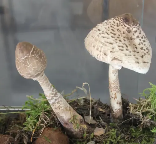 Exp.Hongos-159-Macrolepiota-procera-Parasol-galamperna-Comestible