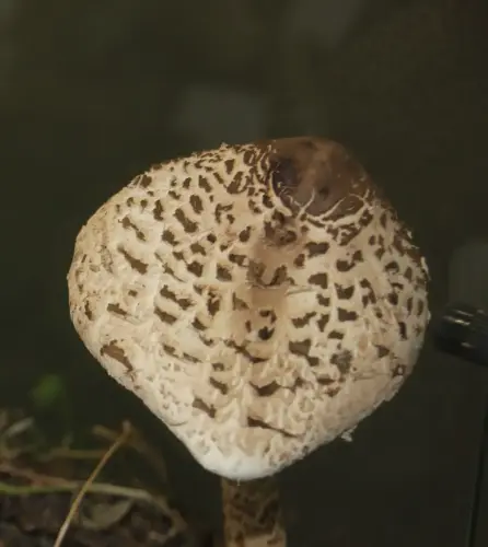 Exp.Hongos-160-Macrolepiota-procera-Parasol-galamperna-Comestible