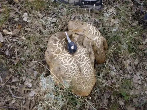 Exp.Hongos-161-Macrolepiota-procera-Parasol-galamperna-Comestible