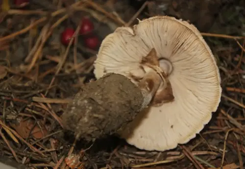Exp.Hongos-162-Macrolepiota-procera-Parasol-galamperna-Comestible