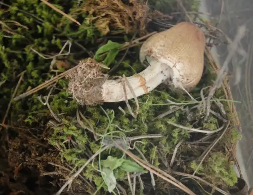 Exp.Hongos-163-Lepiota-oreadiformis-Comestible