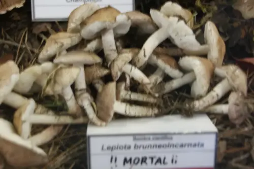 Exp.Hongos-164-Lepiota-brunneolcarnata-Mortal