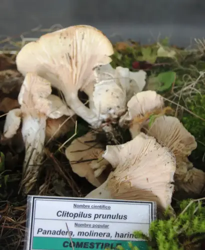 Exp.Hongos-166-Clitopilus-prunulus-Seta-panadera-molinera-harinera