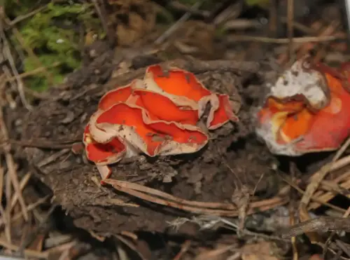 Exp.Hongos-167-Aleuria-aurantia-Comestible