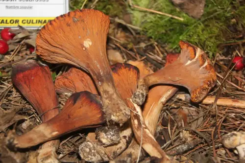 Exp.Hongos-168-Clavariadelphus-truncatus