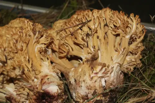 Exp.Hongos-169-Ramari-flavescens