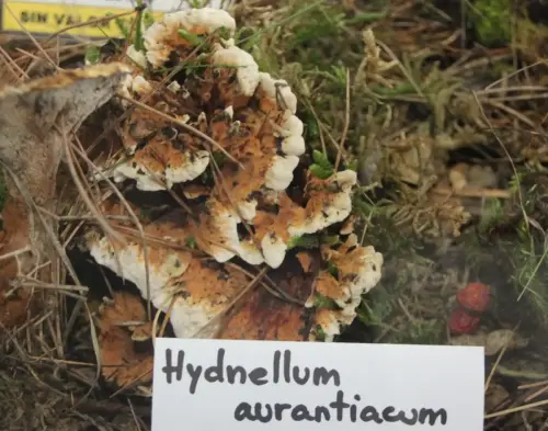 Exp.Hongos-170-Hydnellum-aurantiacum
