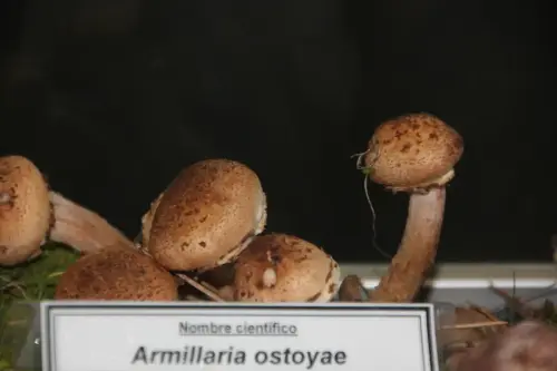 Exp.Hongos-172-Armillaria-ostoyae-Comestible