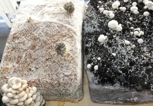 Exp.Hongos-173-Champinon-cultivado