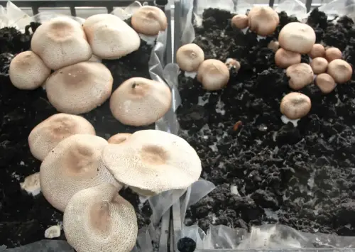 Exp.Hongos-174-Champinon-cultivado