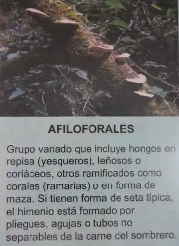 Exp.Hongos-175-Afiloforales
