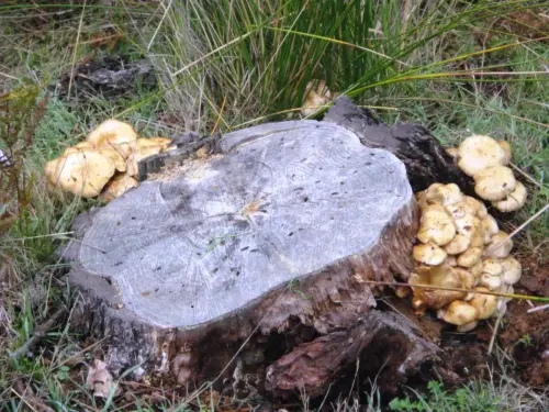 Exp.Hongos-176-Afiloforales