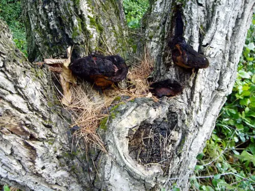 Exp.Hongos-177-Afiloforales