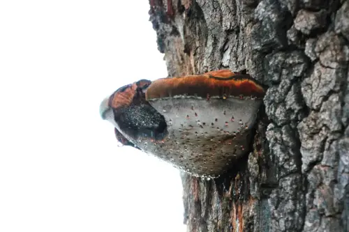 Exp.Hongos-178-Afiloforales