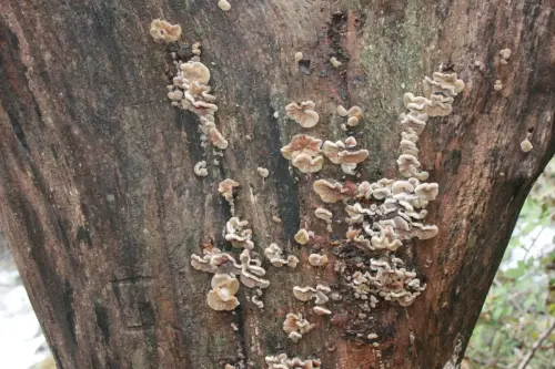 Exp.Hongos-179-Afiloforales