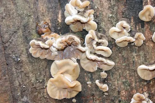 Exp.Hongos-180-Afiloforales