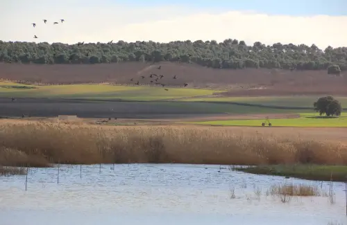 Humedales-Albacete-Laguna-de-Ontalafia10