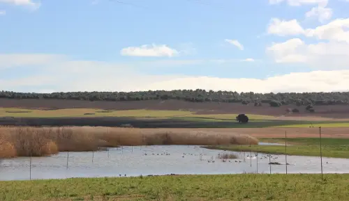 Humedales-Albacete-Laguna-de-Ontalafia8