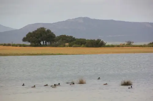 Humedales-Almansa-La-Sierra11